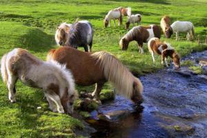 Образ жизни и среда обитания пони