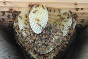 Трудовые будни общественных насекомых: что собирают пчелы пыльцу или нектар Как делается мед в сотах